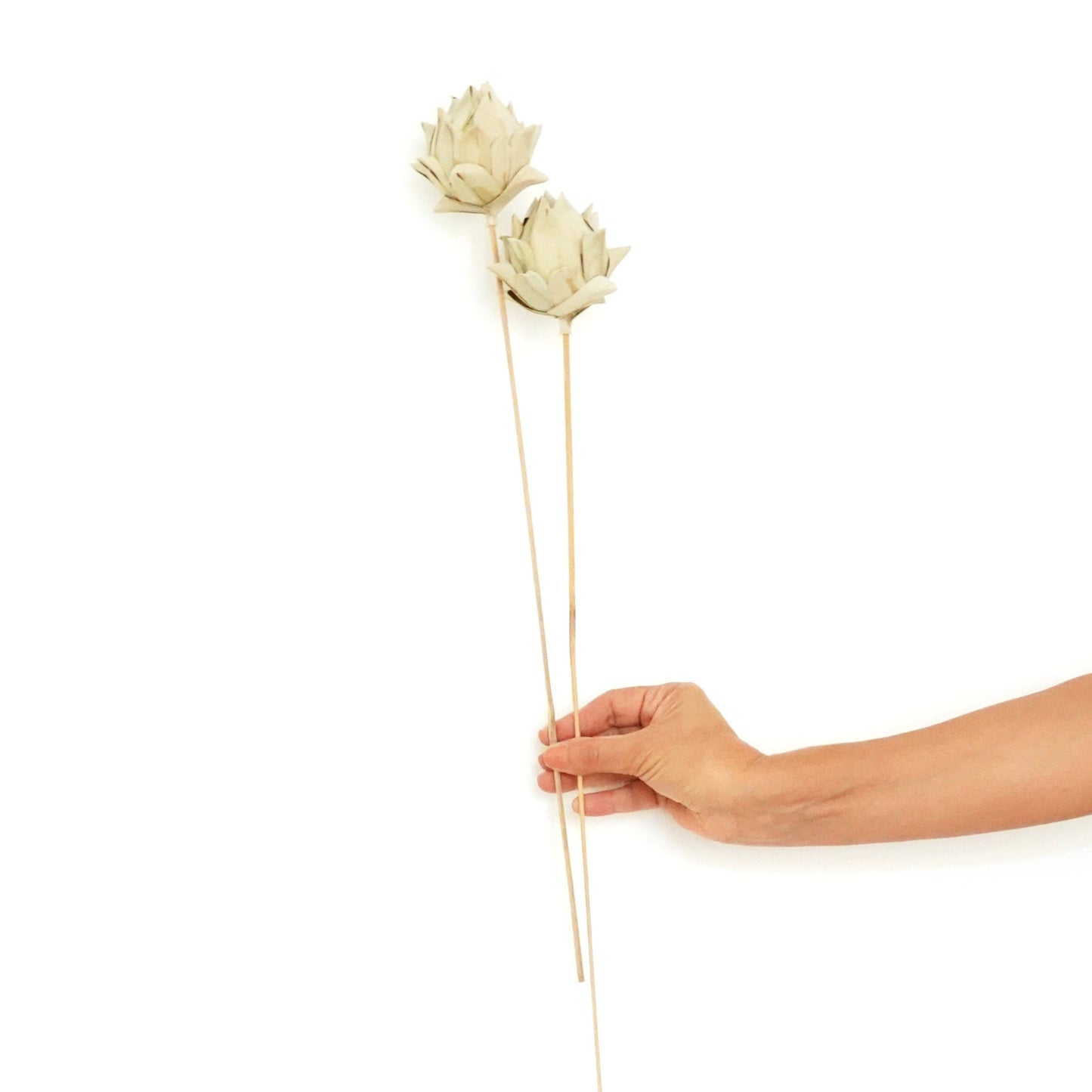 Dried Flowers - Artichoke
