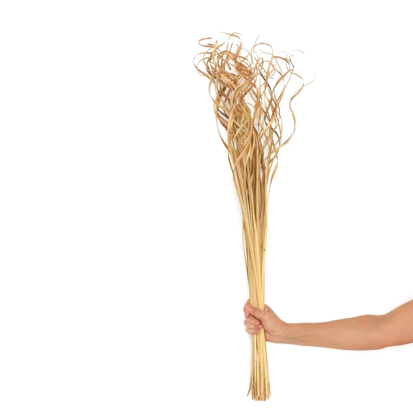 Dried Flowers - Curly Palm