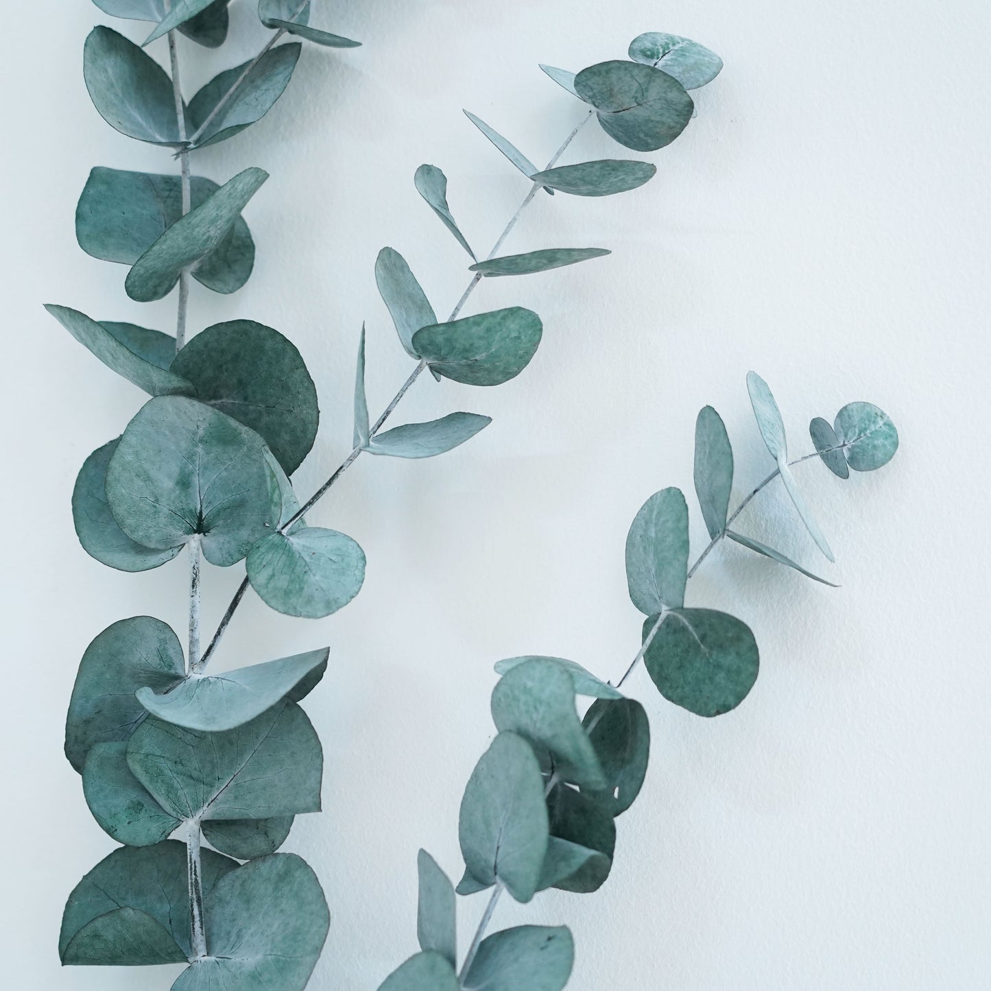 Preserved Flowers - Eucalyptus Cinerea