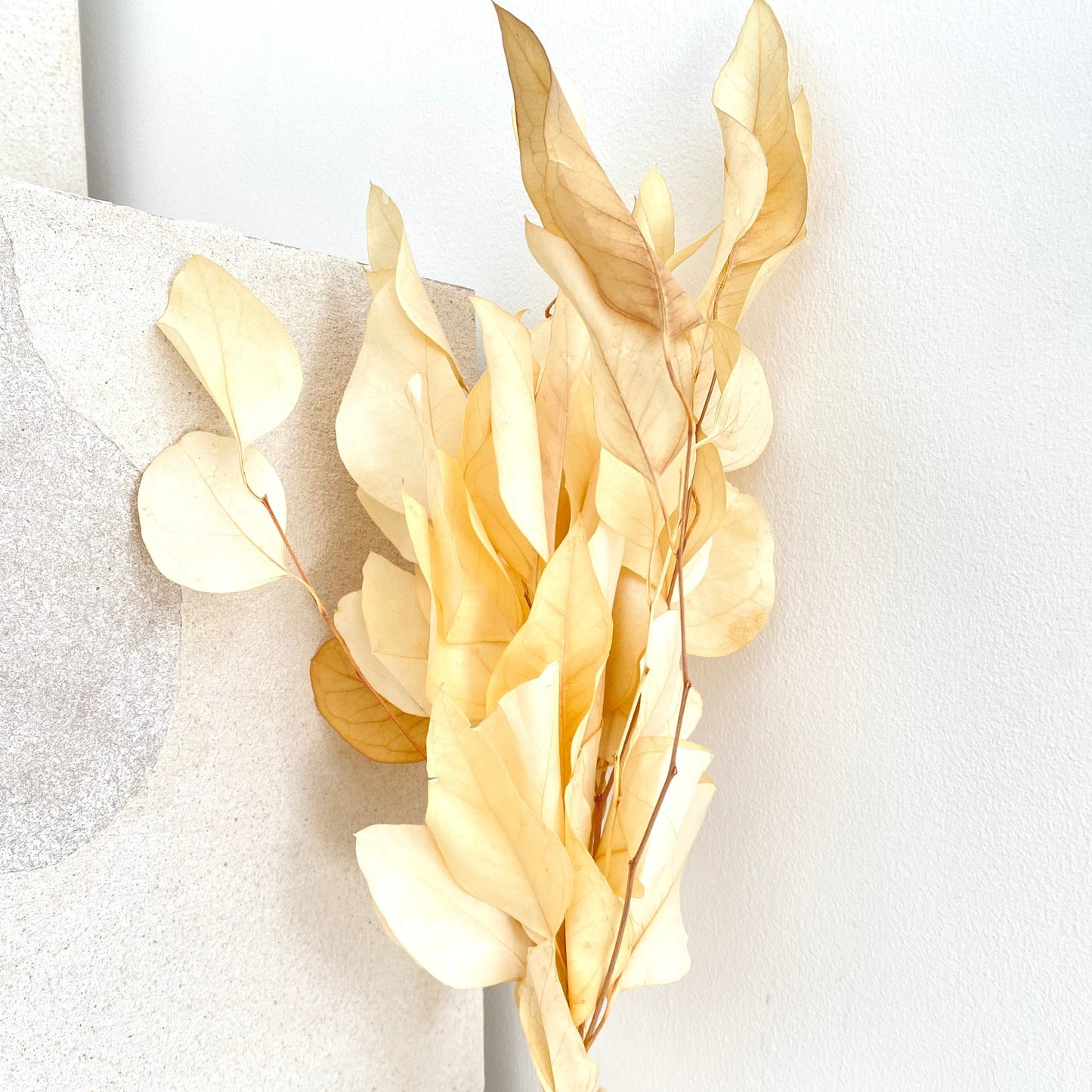 Dried Flowers - Eucalyptus White