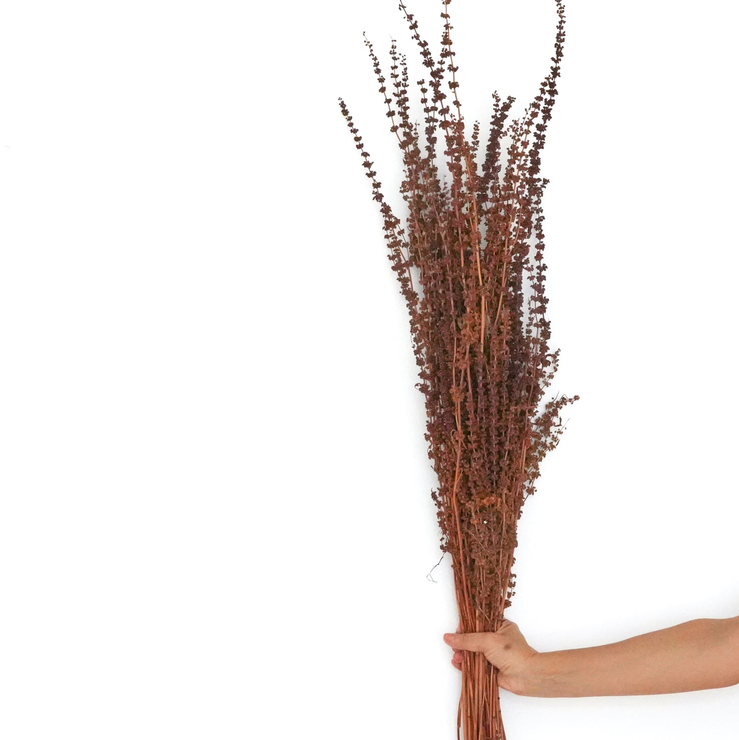 Dried Flowers - Palang Natural