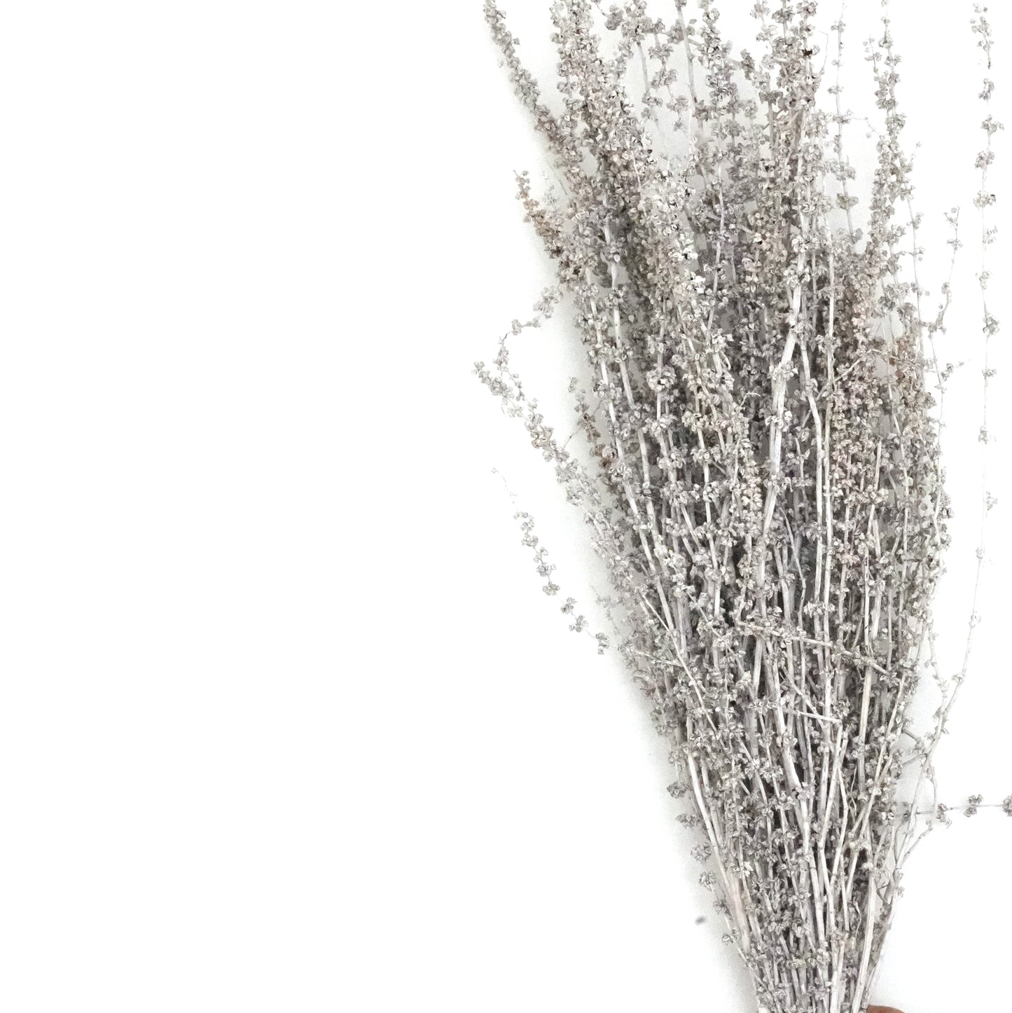 Dried Flowers - Palang Whitewash