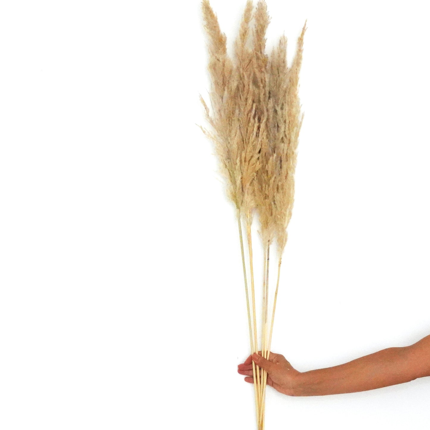 Dried Flowers - Pampas Natural