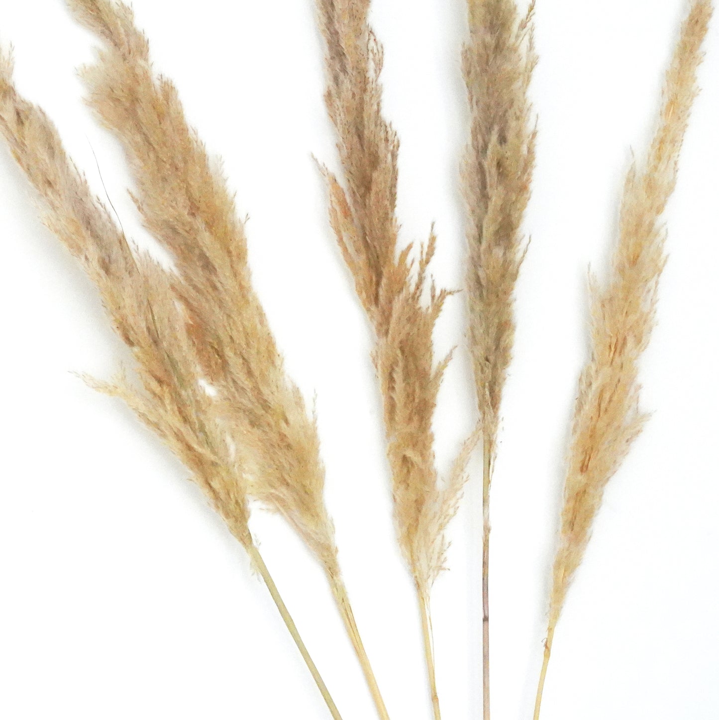 Dried Flowers - Pampas Natural