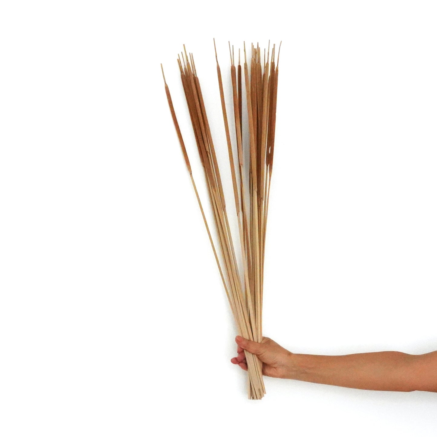 Dried Flowers - Reed