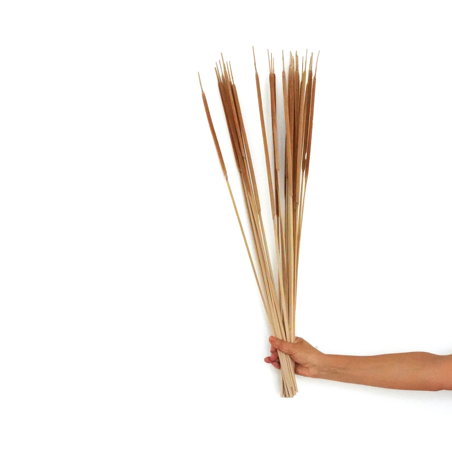 Dried Flowers - Reed