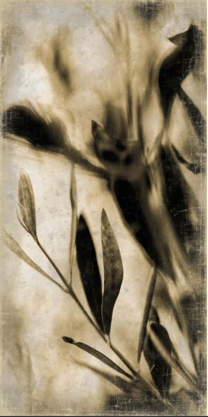 Luxe Banner Recycled Paper Print - Botanica Olivier