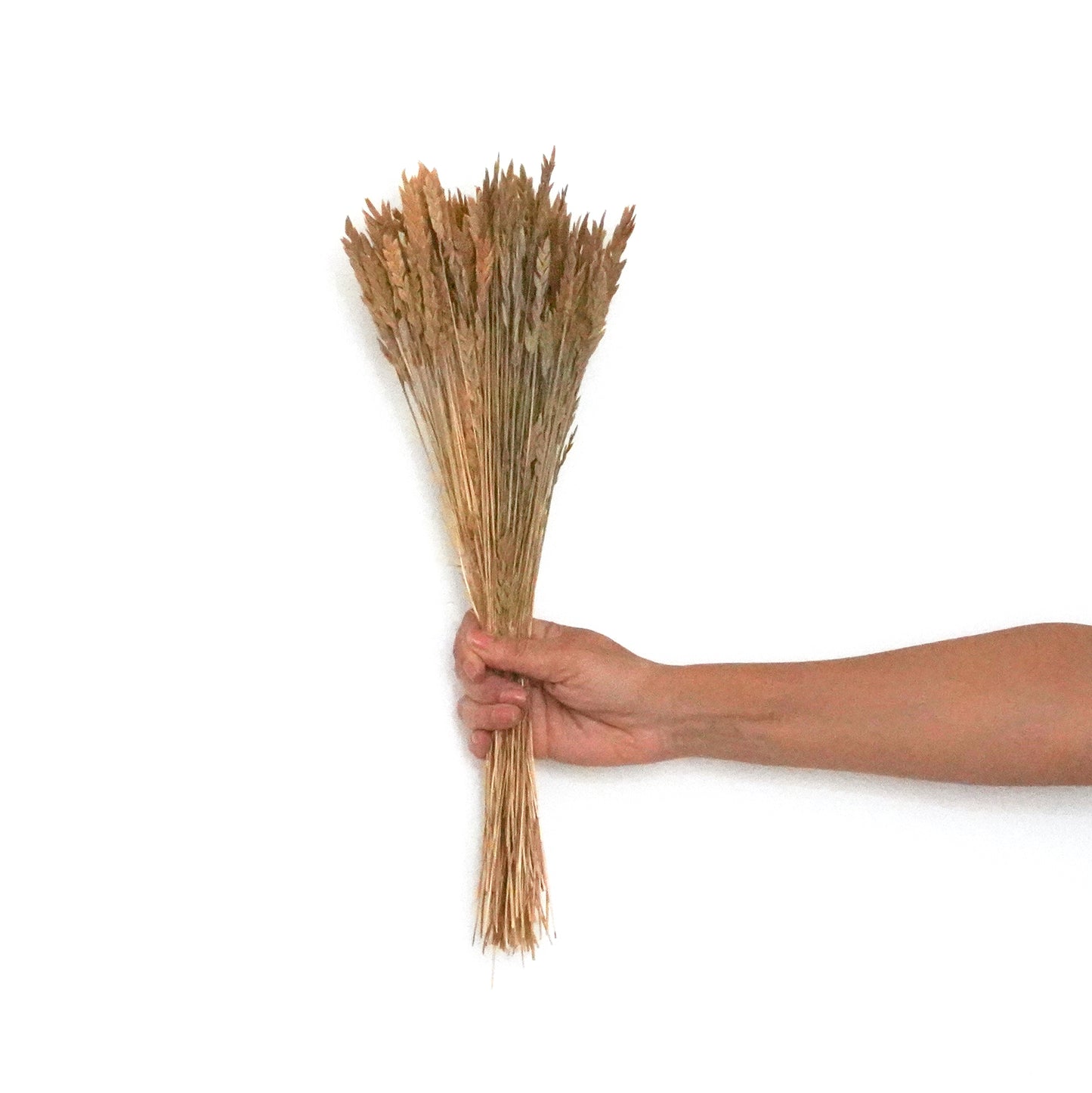 Dried Flowers - Spiga