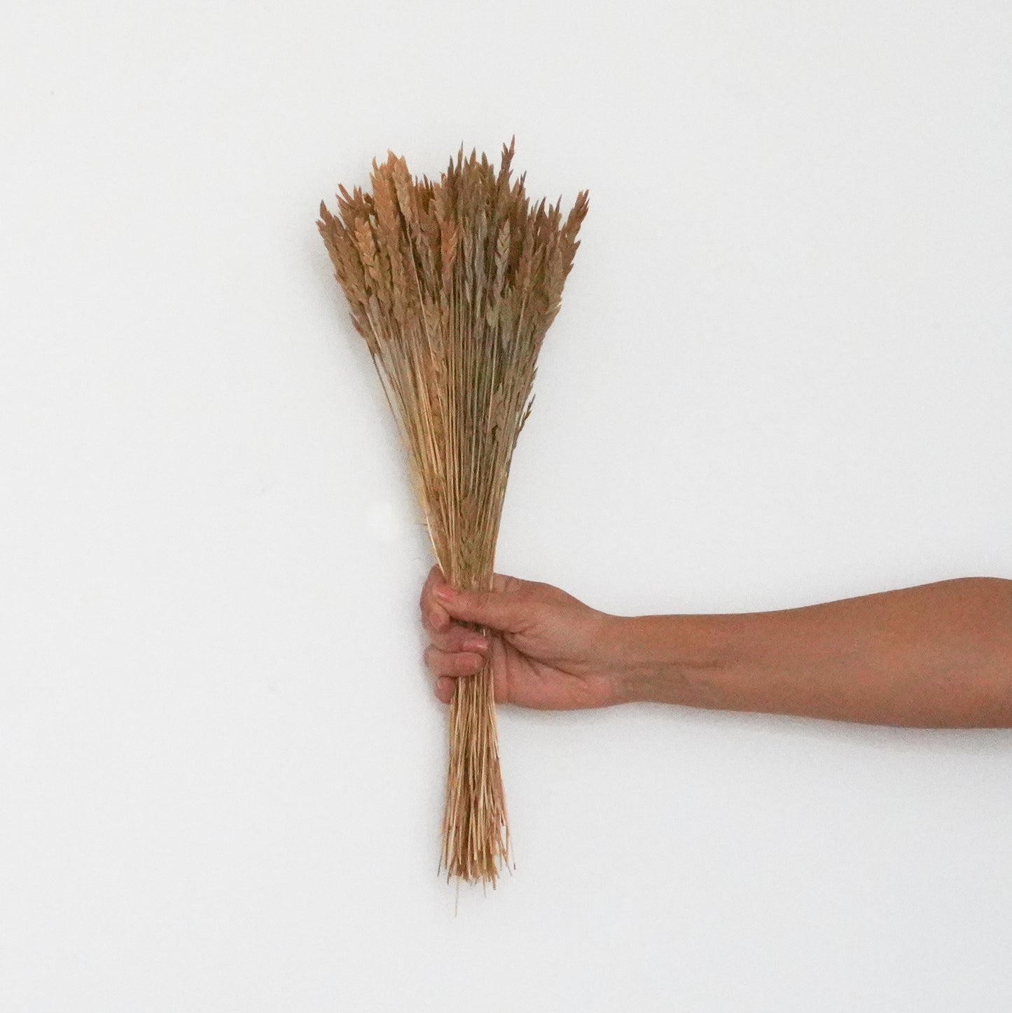 Dried Flowers - Spiga