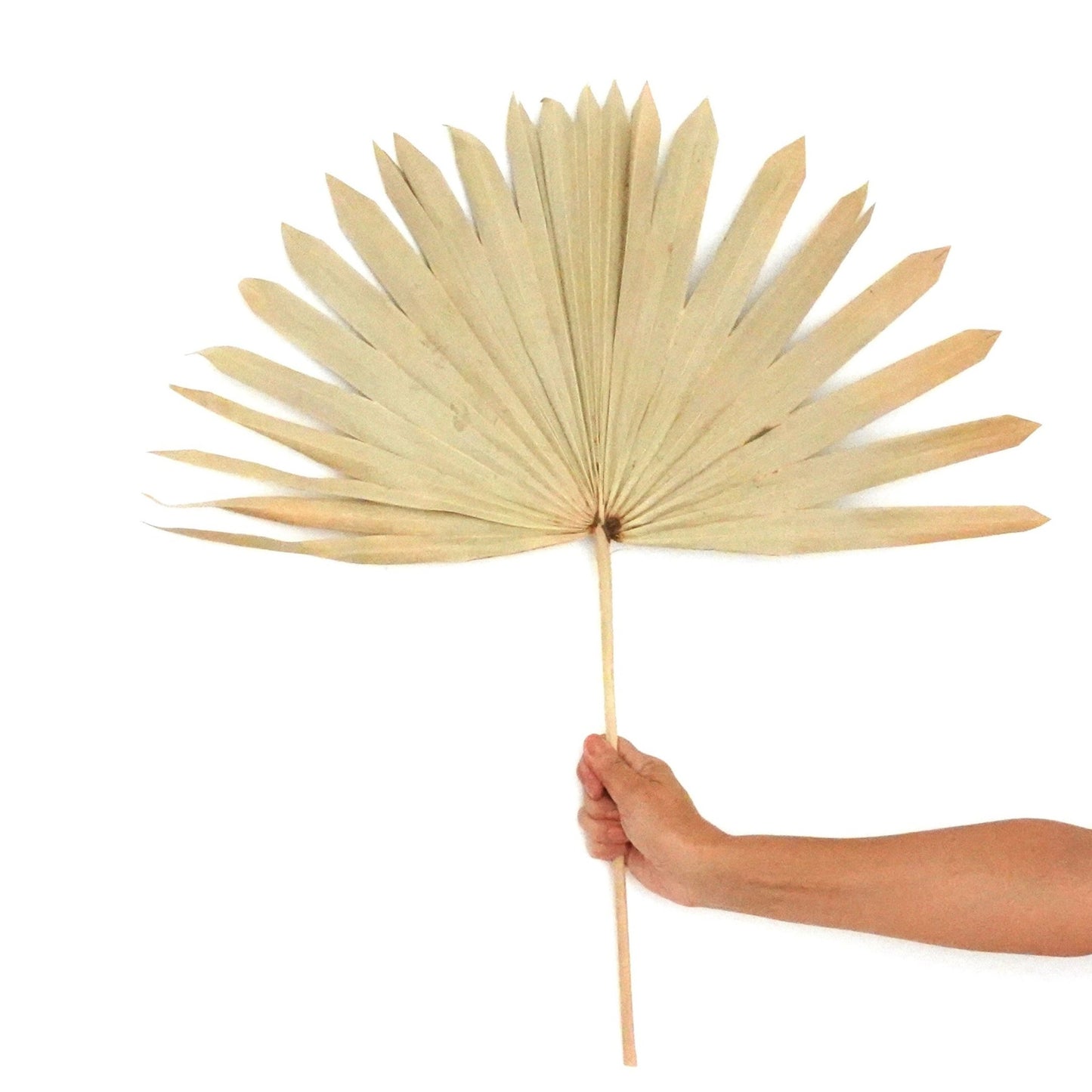 Dried Flowers - Sun Palm