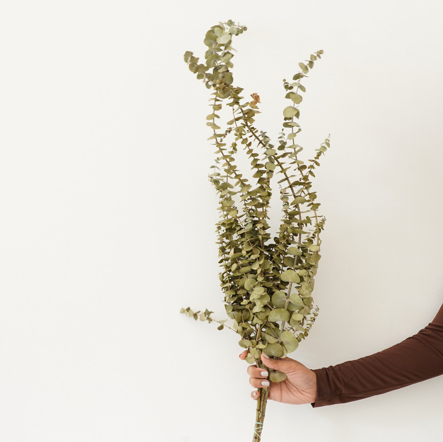 Infinity Collection - Eucalyptus Baby blue- Natural Sage Green