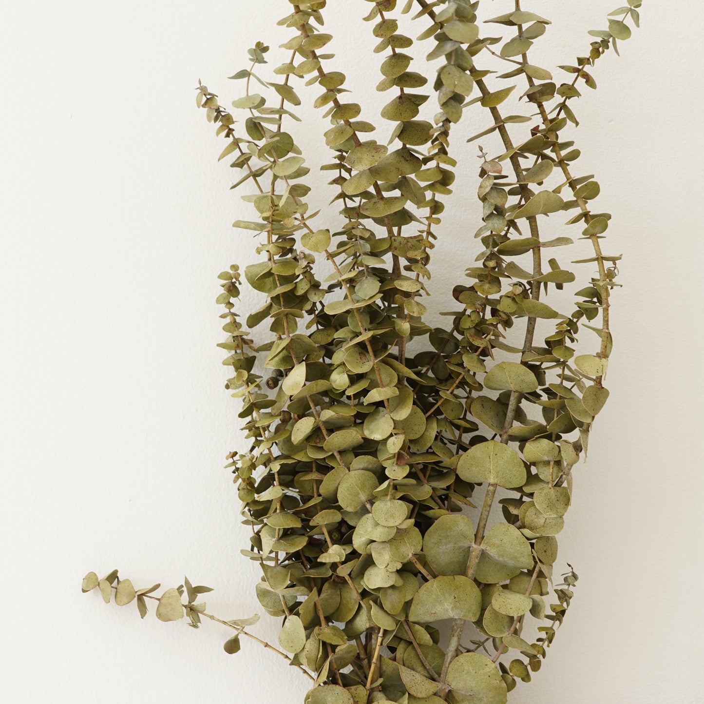 Infinity Collection - Eucalyptus Baby blue- Natural Sage Green