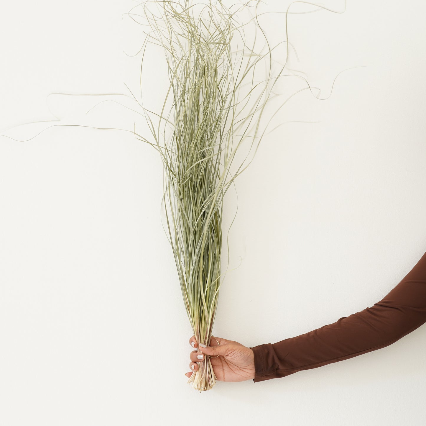 Infinity Collection - Beargrass - Natural