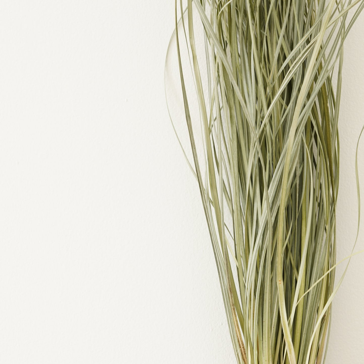 Infinity Collection - Beargrass - Natural