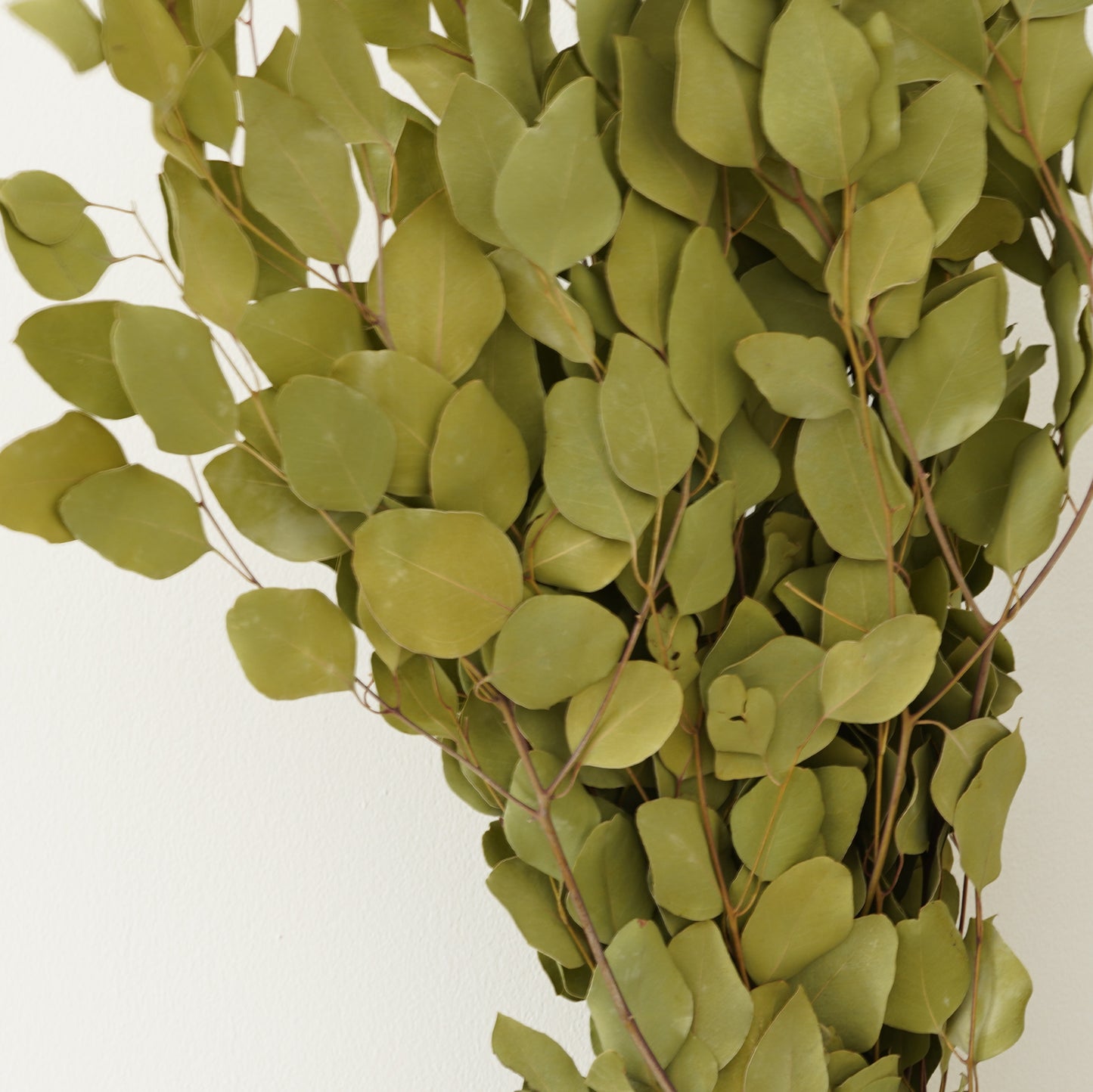Infinity Flowers - Eucalyp Sage Green