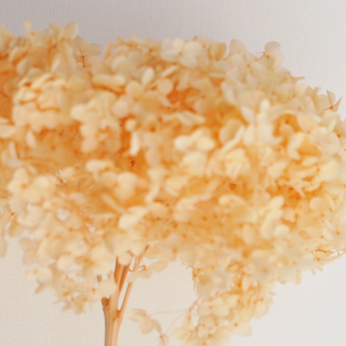 Infinity Flowers - Cloud Apricot