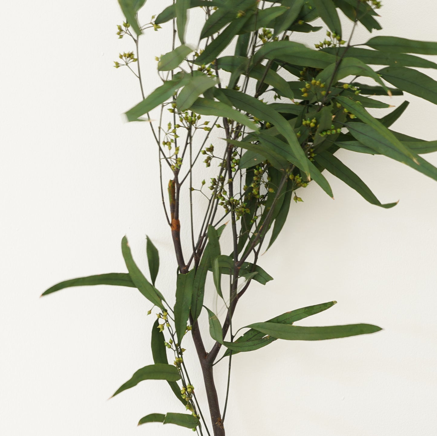 Infinity Collection - Eucalyptus Exotica
