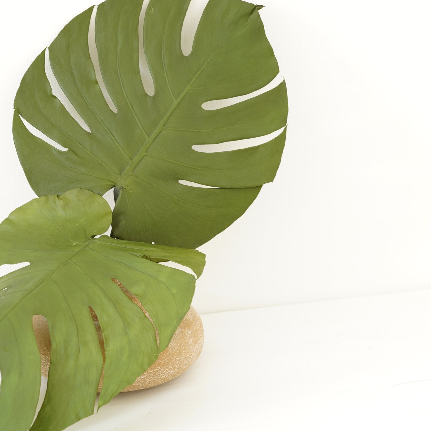 Infinity Collection -Monstera Leaves-Natural green