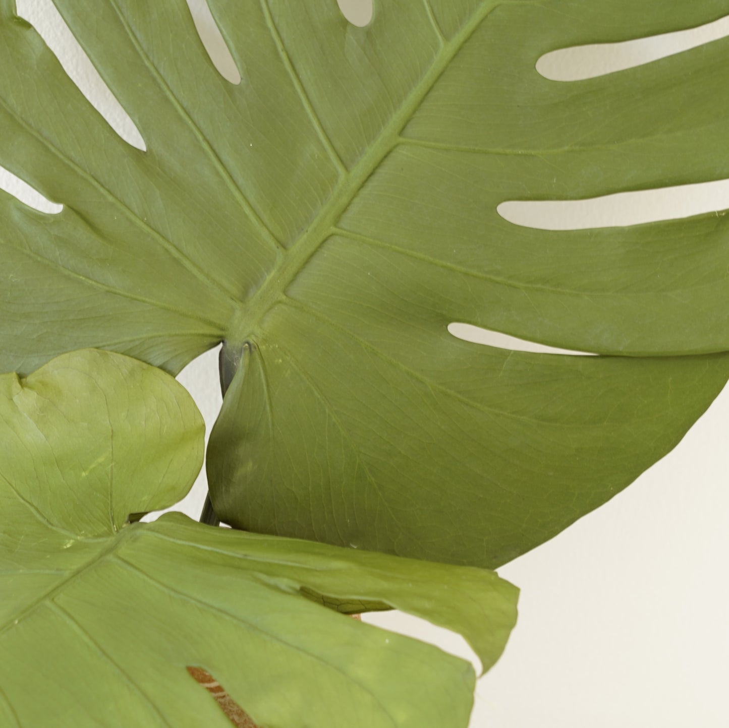 Infinity Collection -Monstera Leaves-Natural green