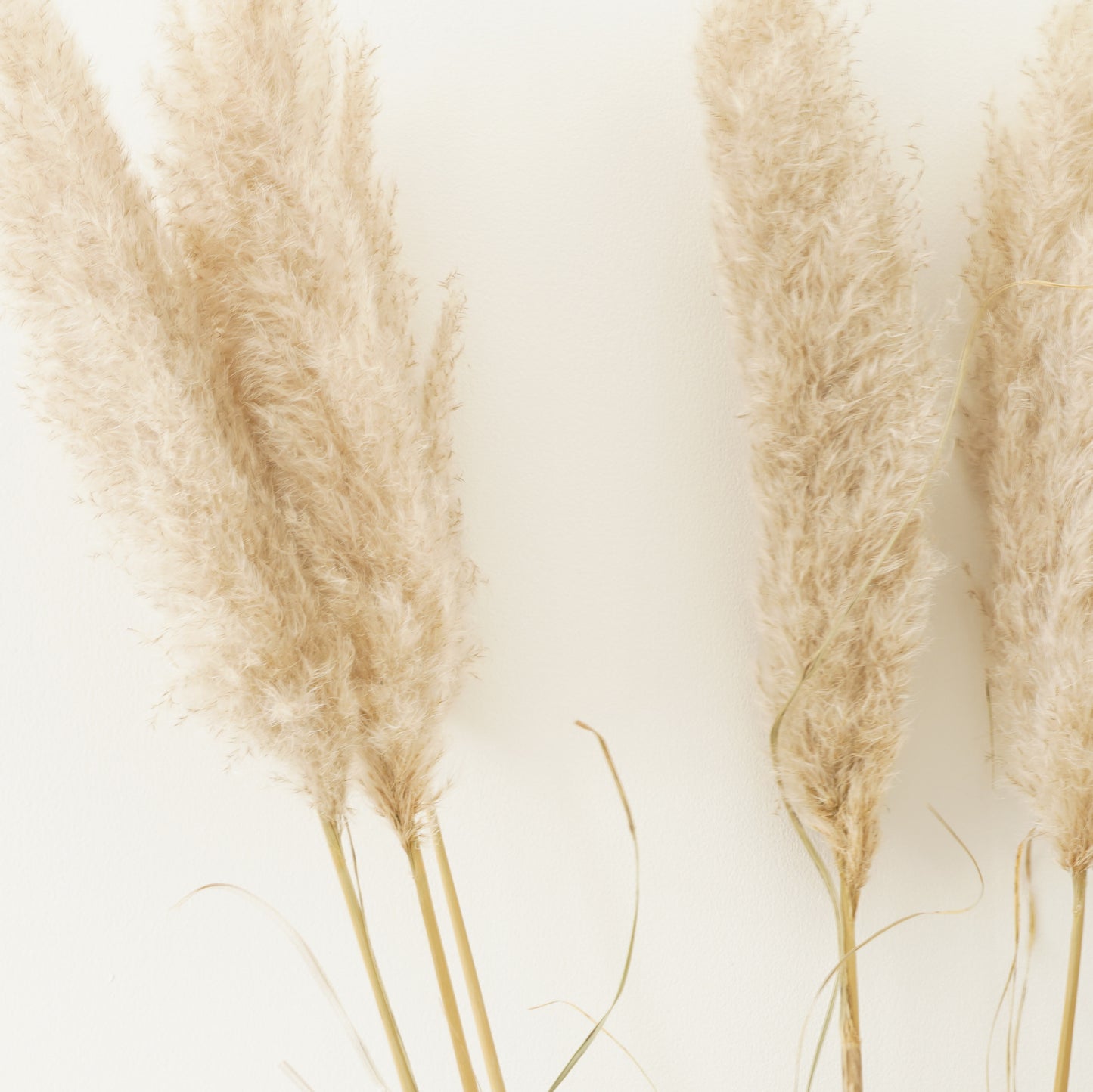 Infinity Collection - Pampas Grass -Natural white