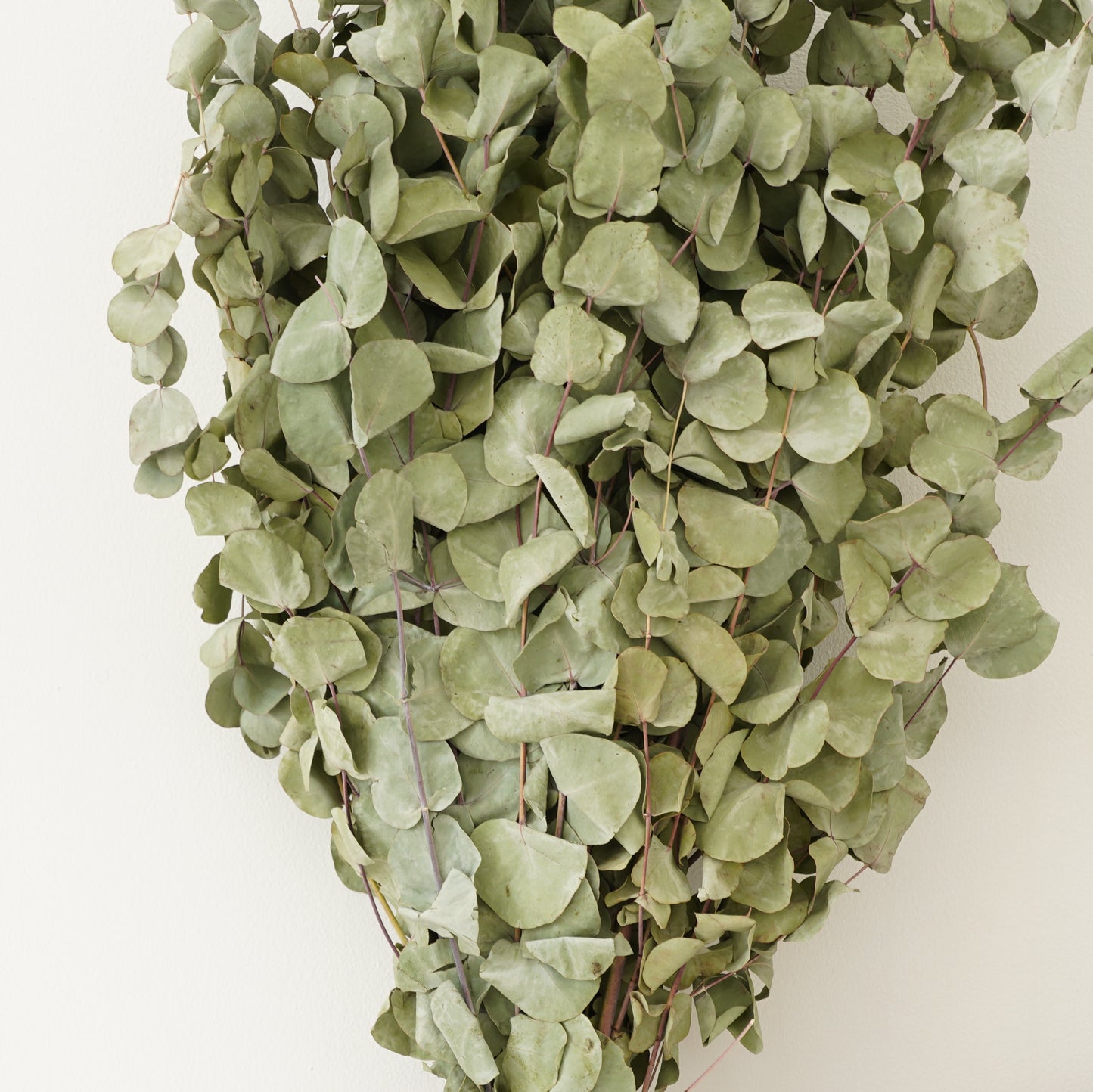 Infinity Flowers - Eucalyp Poplus Sage Green