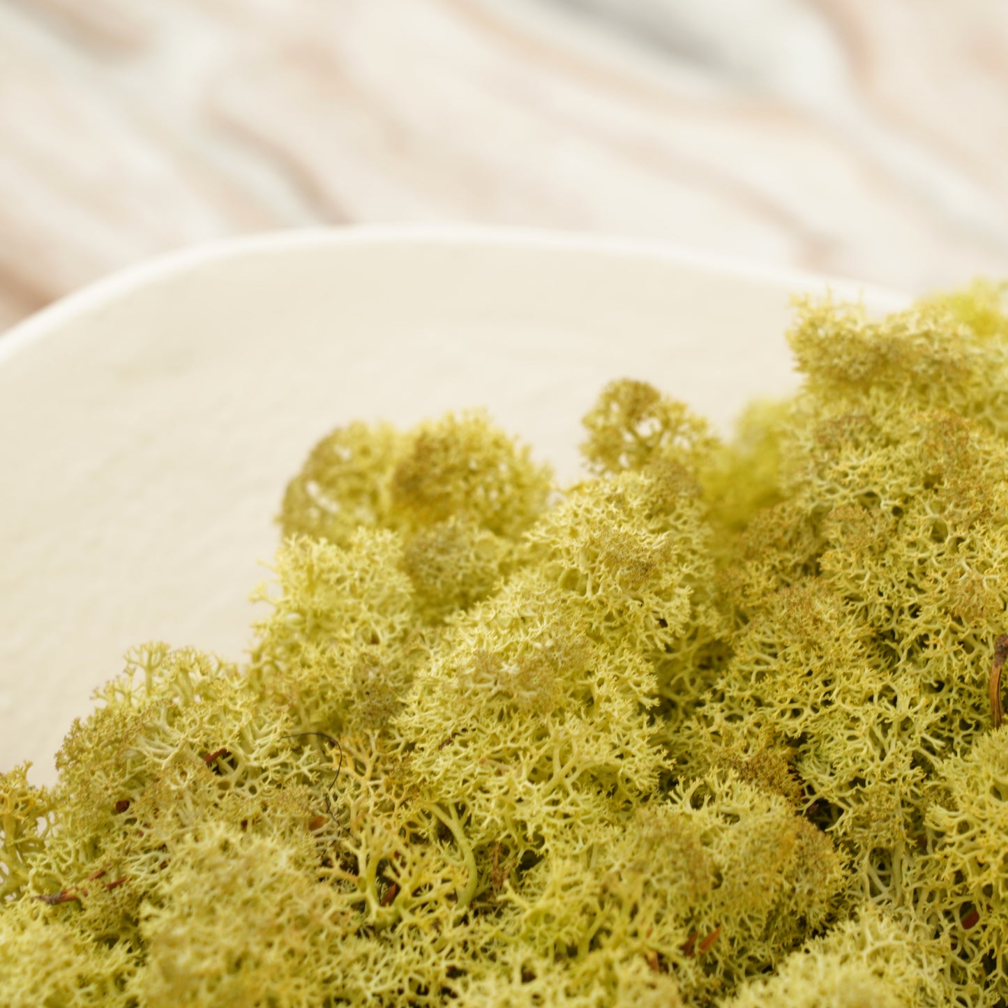 Infinity Collection -Reindeer Moss-Old Green