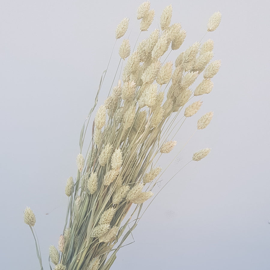 Dried Flowers - Phalaris Natural / زهور