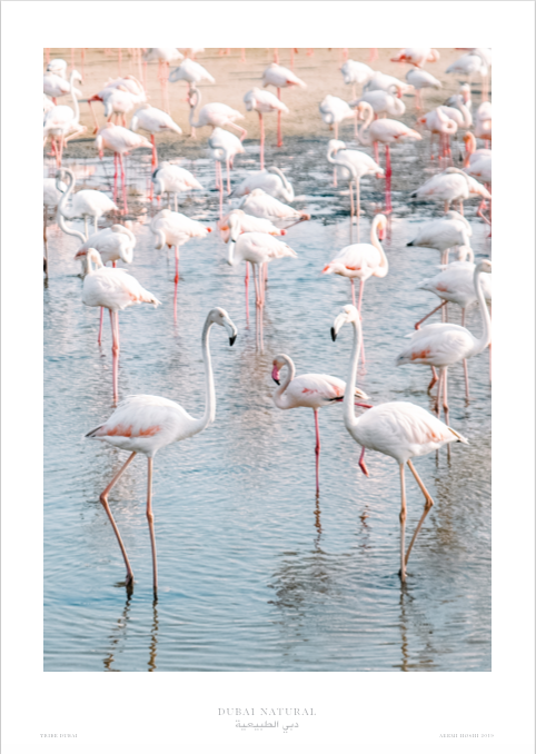 Dubai Natural Framed Print, White - Flamingos / طباعة
