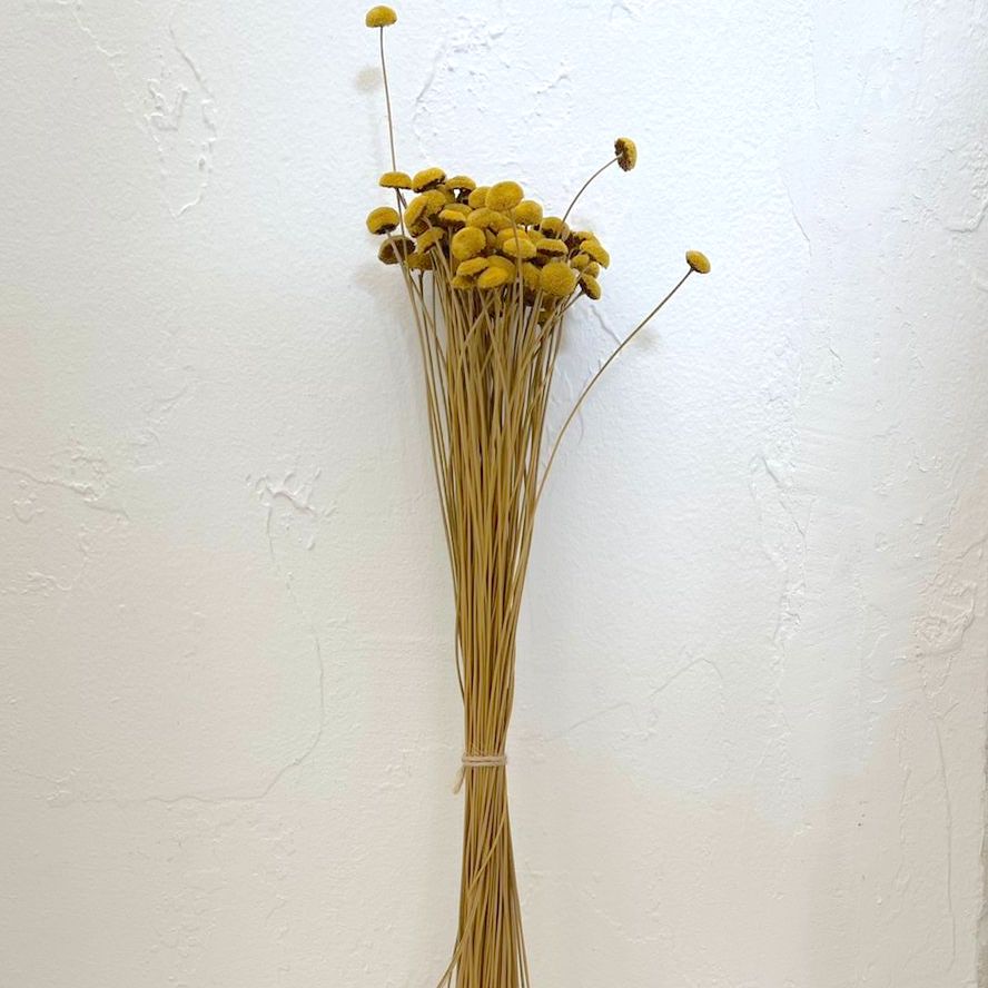 Dried Flowers - Botao