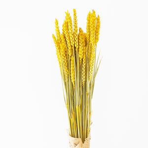 Dried Flowers - Wheat / زهور