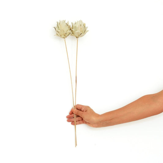 Dried Flowers -  Artichoke