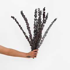 Infinity Collection -  Eucalyptus - Dark Burgundy