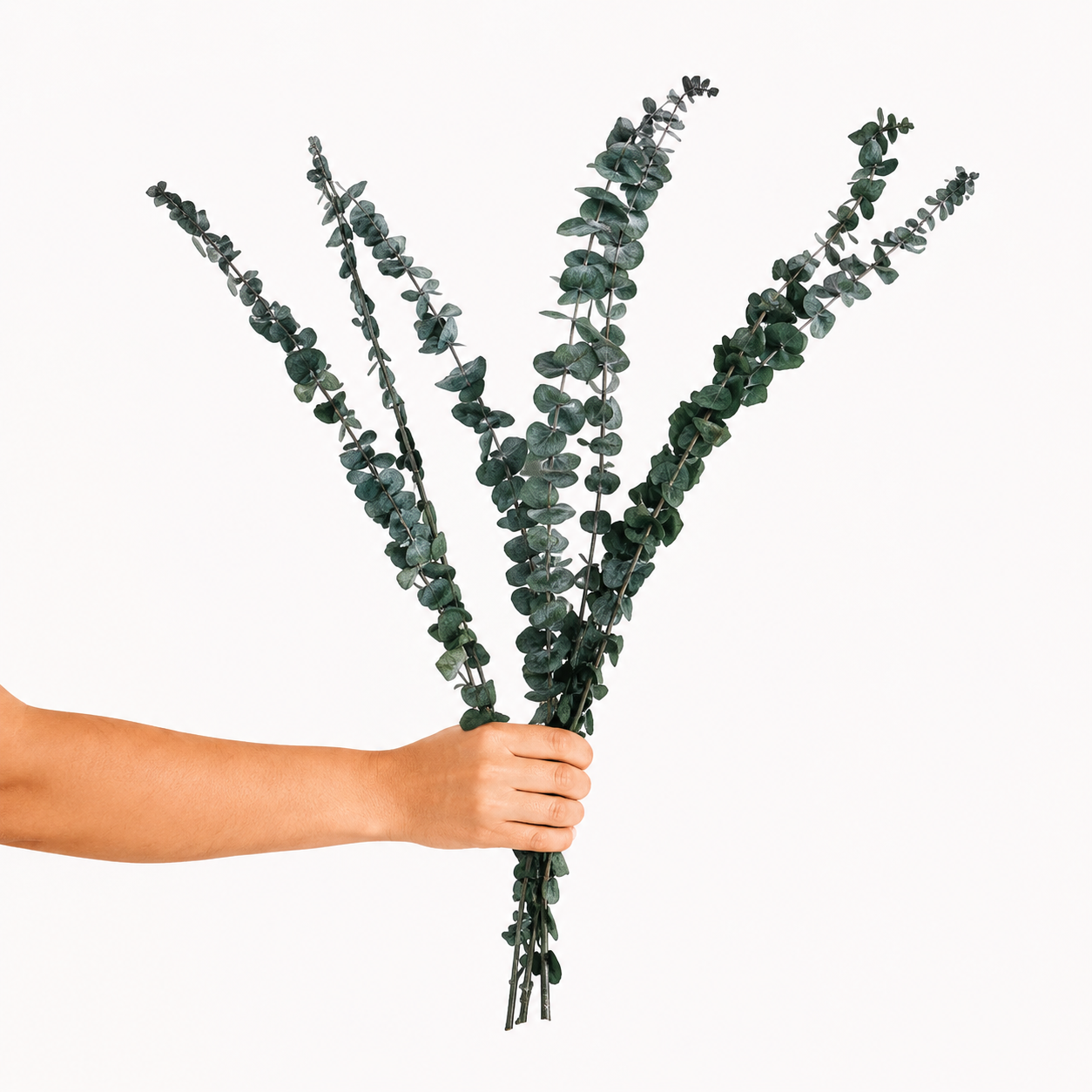 Infinity Collection -  Eucalyptus Baby blue- Dark Green