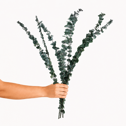 Infinity Collection -  Eucalyptus Baby blue- Dark Green