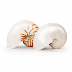 Natural Nautilus Shell - Coastal Decor