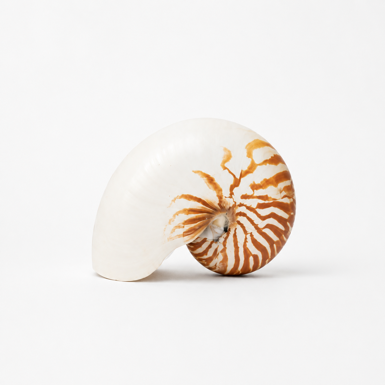 Natural Nautilus Shell - Coastal Decor