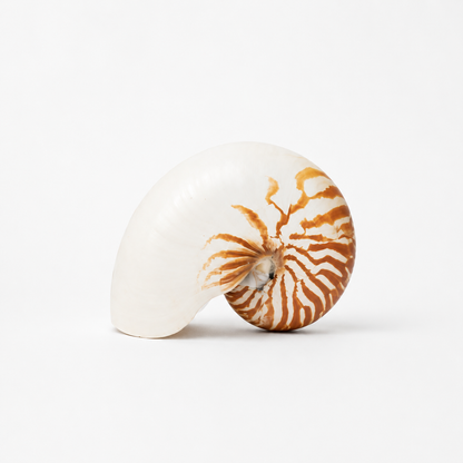 Natural Nautilus Shell - Coastal Decor