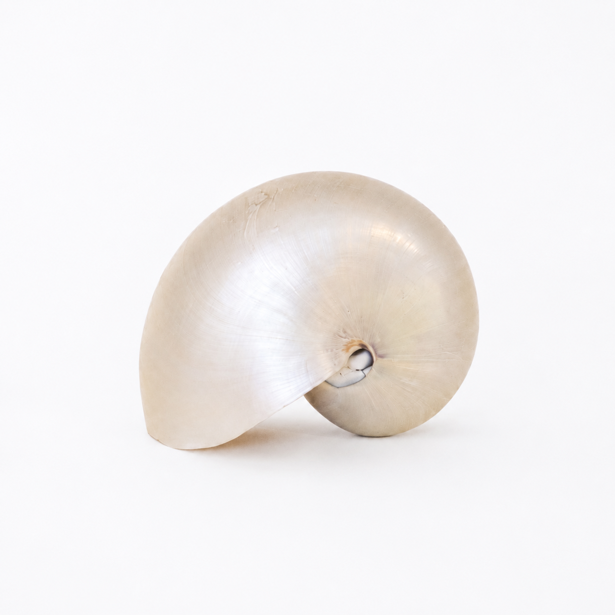 Natural Nautilus Shell - Coastal Decor