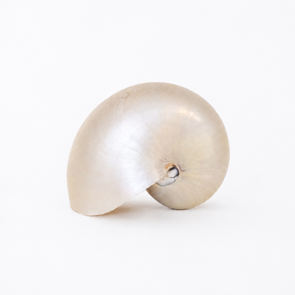 Natural Nautilus Shell - Coastal Decor