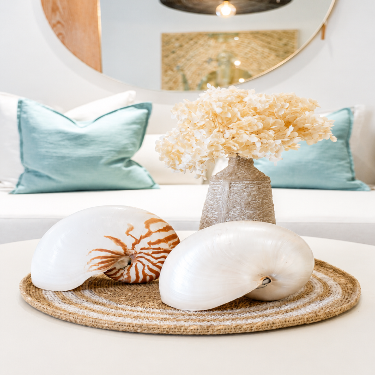 Natural Nautilus Shell - Coastal Decor