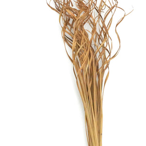 Dried Flowers -  Curly Palm