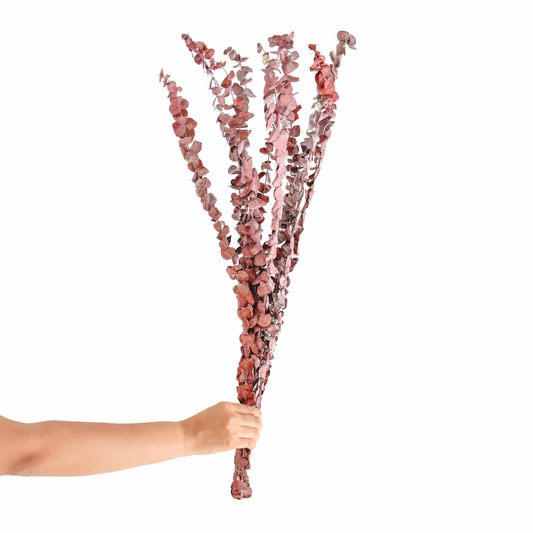 Infinity Collection -  Eucalyptus Baby blue- Dark Red