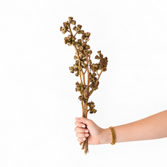 Infinity Flowers - Conical Gum - Natural
