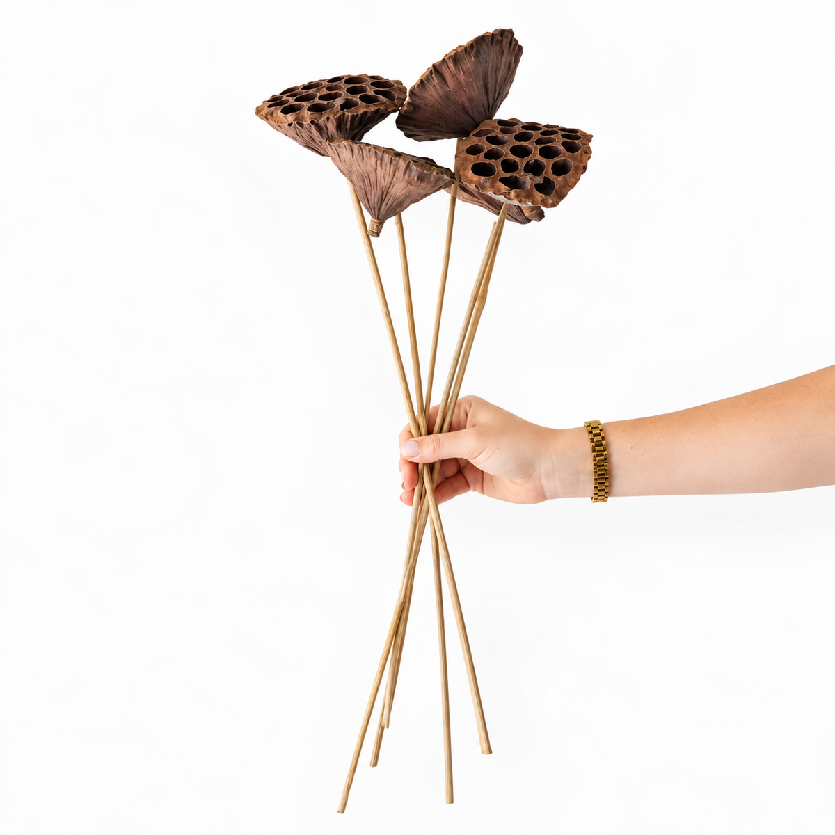 Infinity Flowers - Dried Lotus Seed Pod