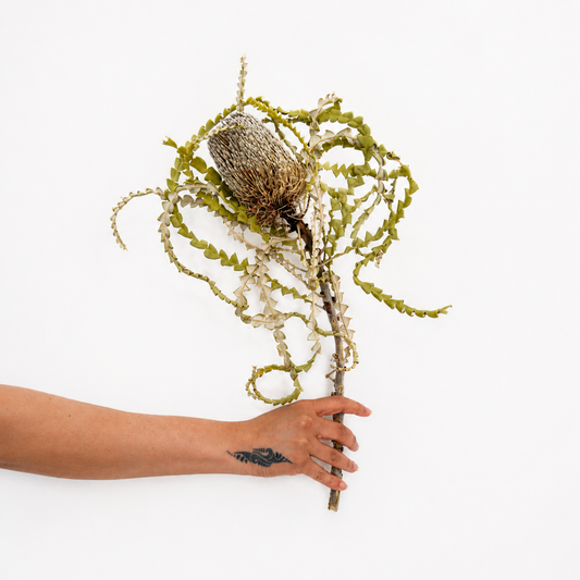 Infinity Flowers - Banksia Spaciosa - Natural