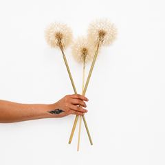 Infinity Flowers - Preserved Dandelion