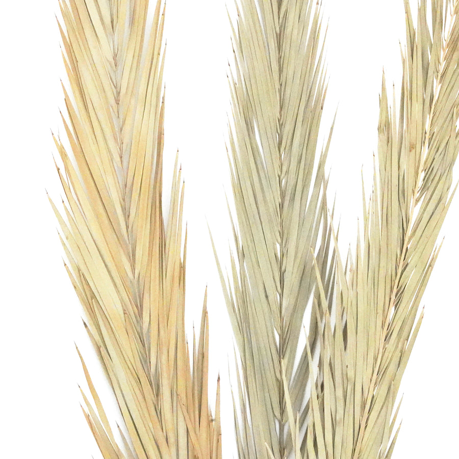 Dried Flowers -  Palm Frond