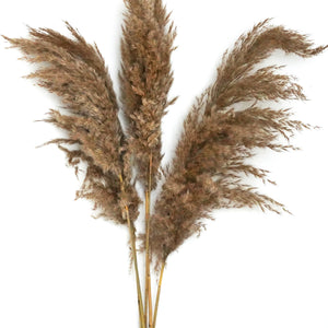 Dried Flowers -  Pampas Brown