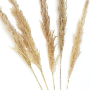 Dried Flowers -  Pampas Natural