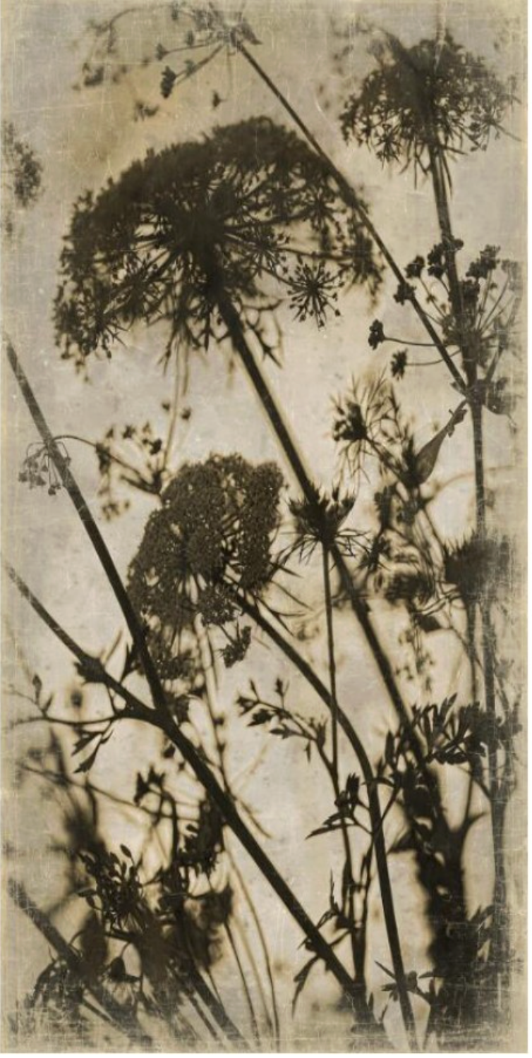 Luxe Banner Recycled Paper Print - Botanica Wild Carrots